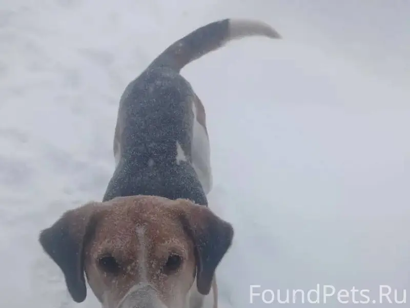 Найдена собака. Охотничья. в р...