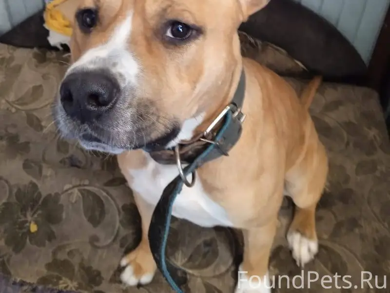 Внимание! Мы нашли собаку и оч...