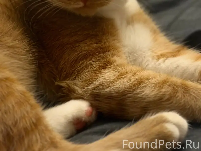 Прошу репост!!!! Пропал кот в ...