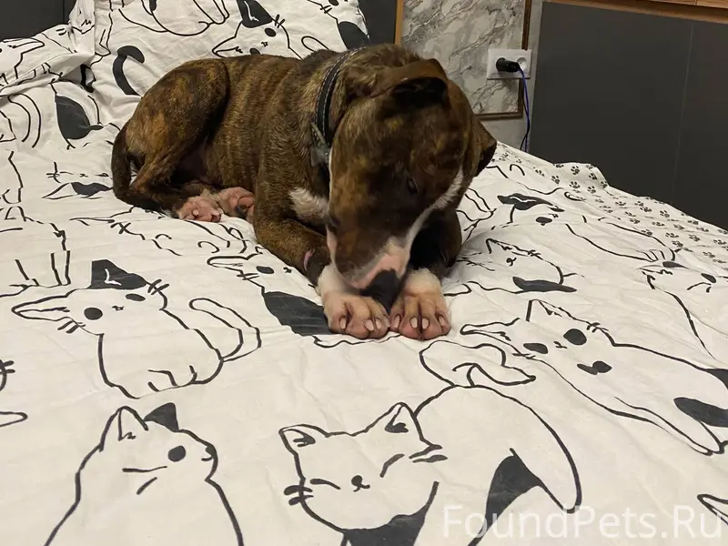 Здравствуйте, сегодня нашли со...