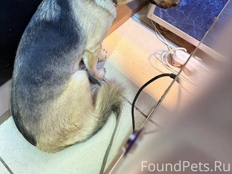 🆘НАЙДЕНА СОБАКА🆘 Возле Гулливе...