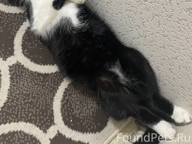 Пропал кот‼️ Район Мельница, у...