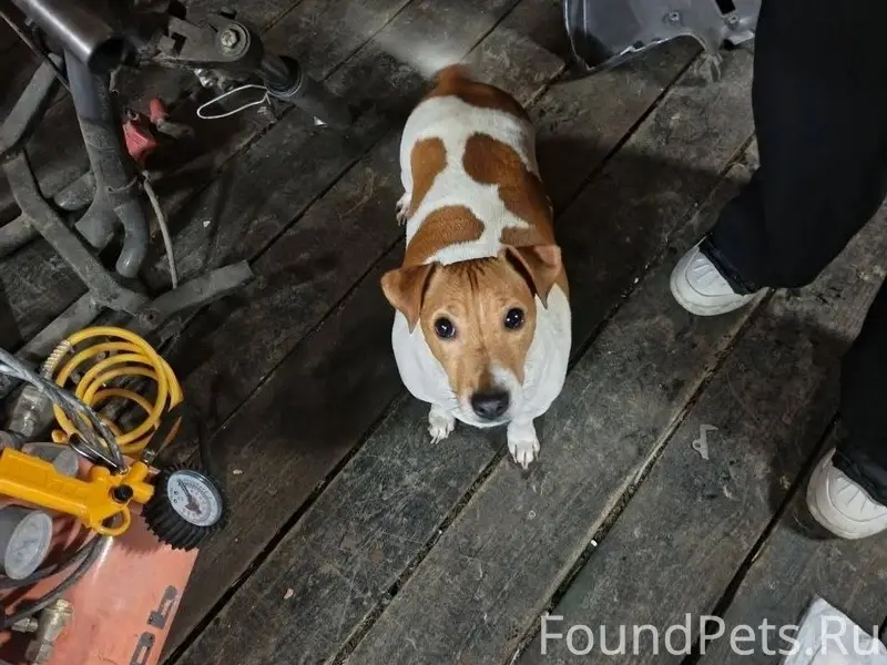 Найдена собака, девочка, без о...