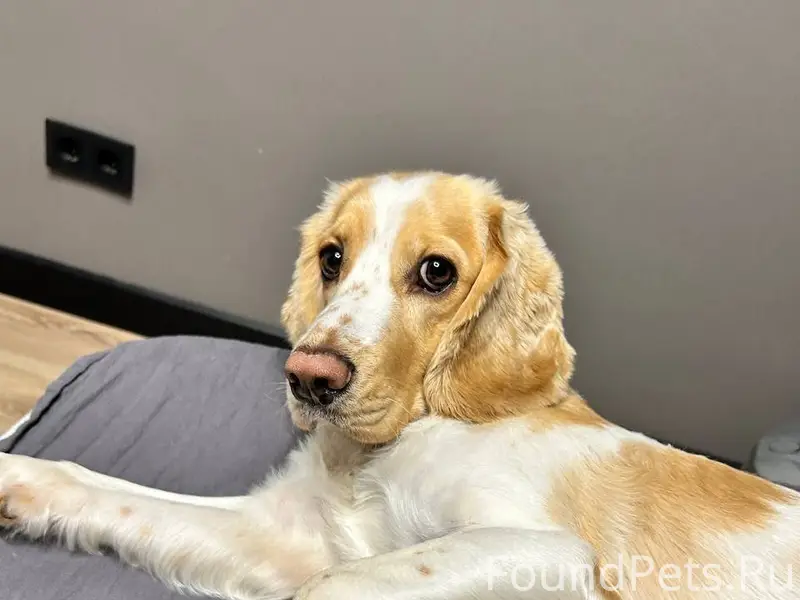 Срочно! В 19 часов убежала соб...