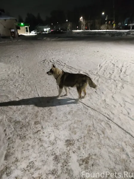Пёс с оборваной цепью бегает в...