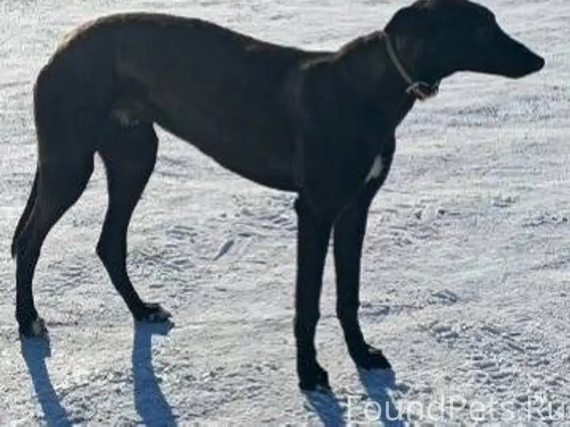 ‼️Нашлась и пропала собака‼️ Д...