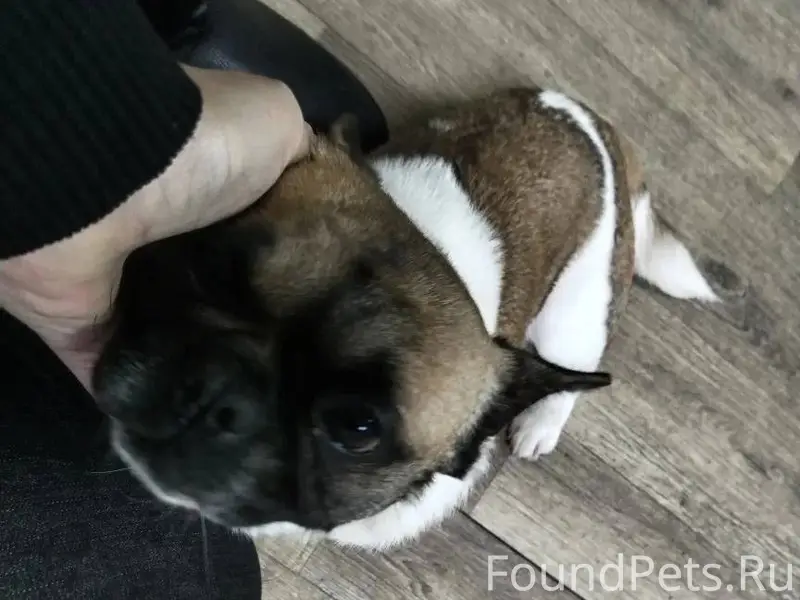 Здравствуйте, собаку французск...