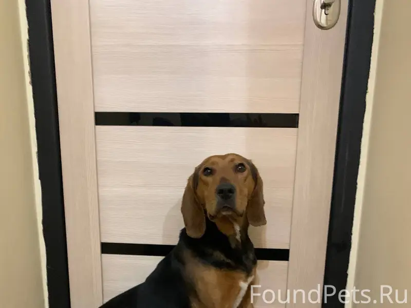 Добрый вечер! Найдена собака, ...