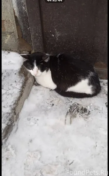 Чей потеряшка? Вчера, на Клима...