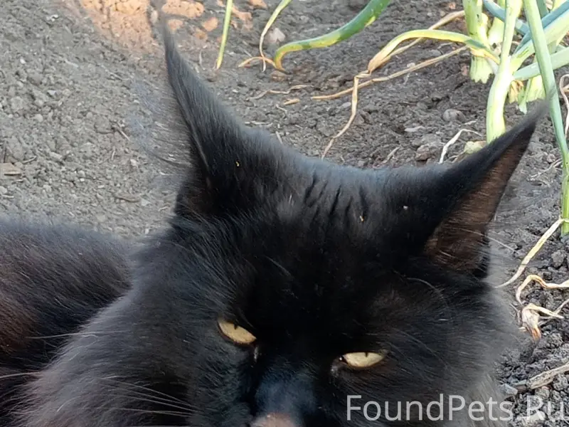Пропал кот на Зелёной. Третий ...
