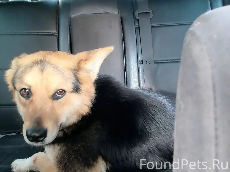 Пропала собака! Кличка "Альма"...