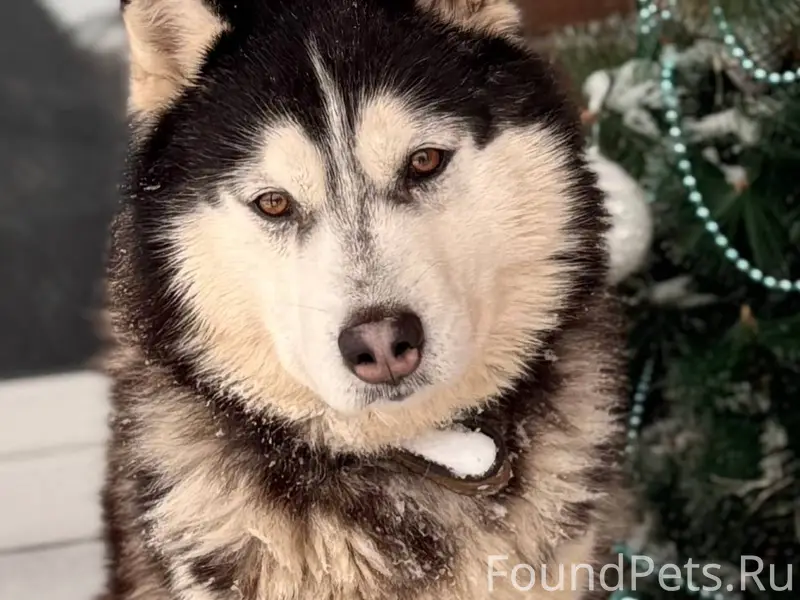 Пропала собака в п. Муромцево ...
