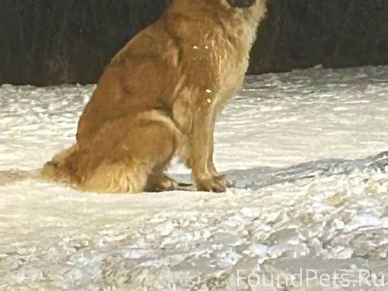 В районе ул. Сурикова прибилас...