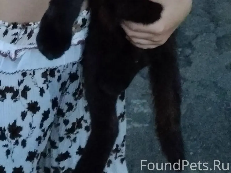 Пропал кот около недели назад,...