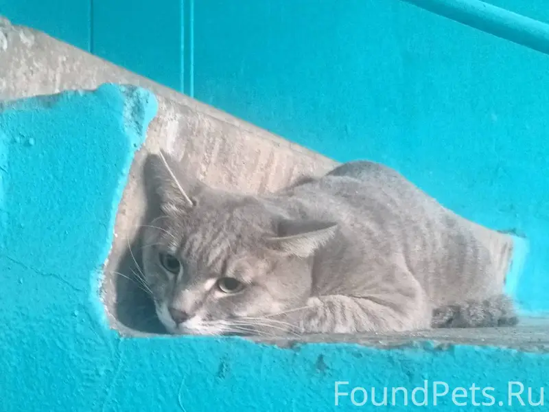 Найден кот, сидел в подъезде Г...