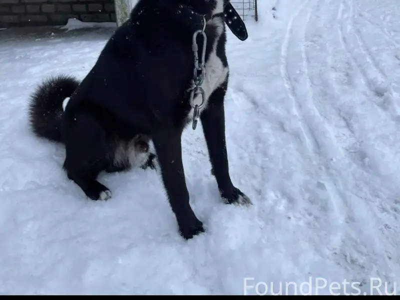 Кто потерял собачку??? . п Гав...