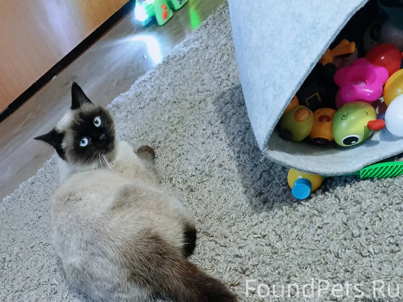 Здравствуйте, пропал кот, зову...