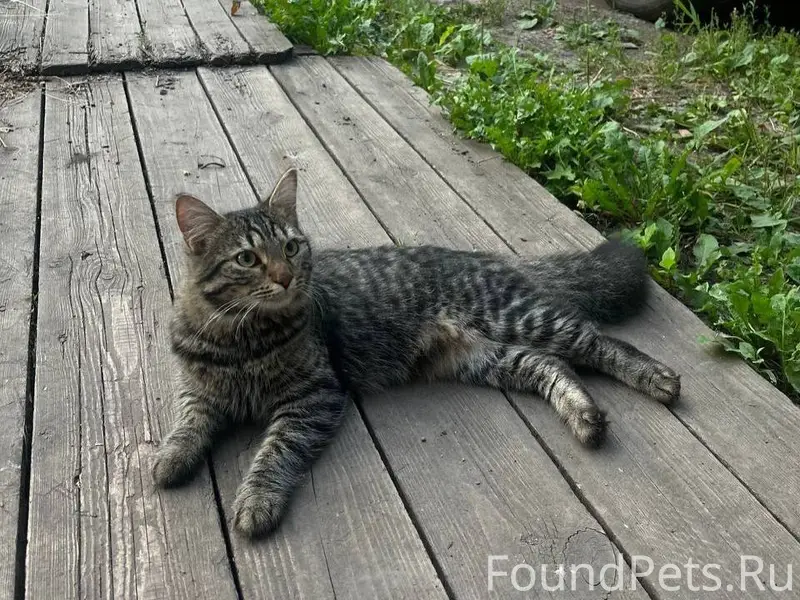 Пропал кот! Адрес г. Самара, у...