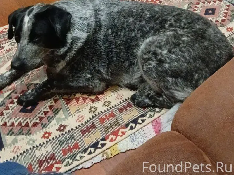 10 февраля В 17:00 потерялась....