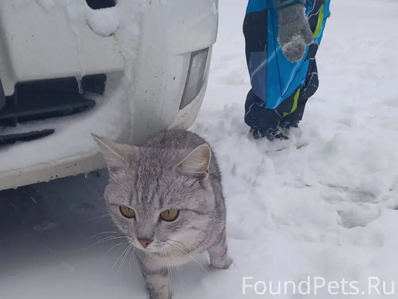 От подписчика Пропал кот может...