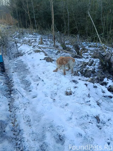 Здравствуйте! Потерялась собак...