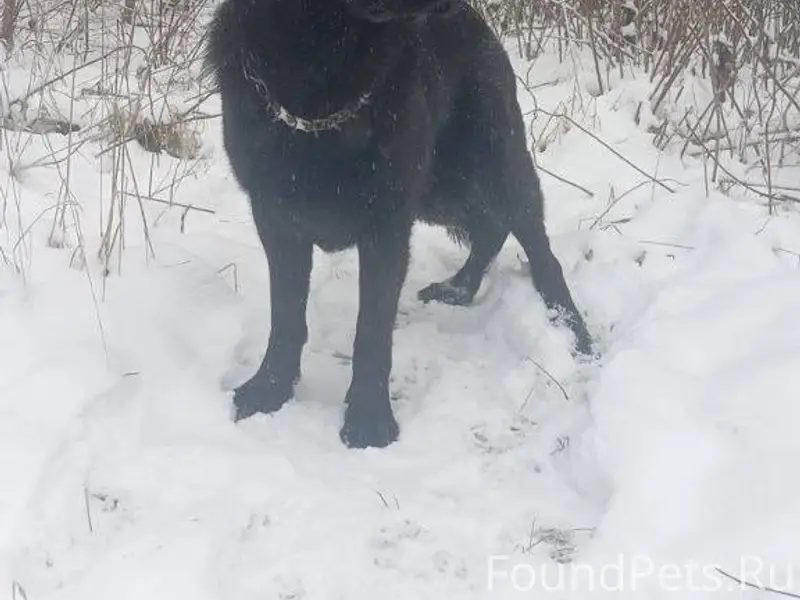 Гатчина ,ЛО!!!Вчера потерялась...