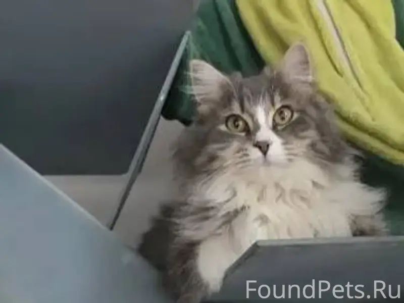 Добрый день! Пропала кошка 10....