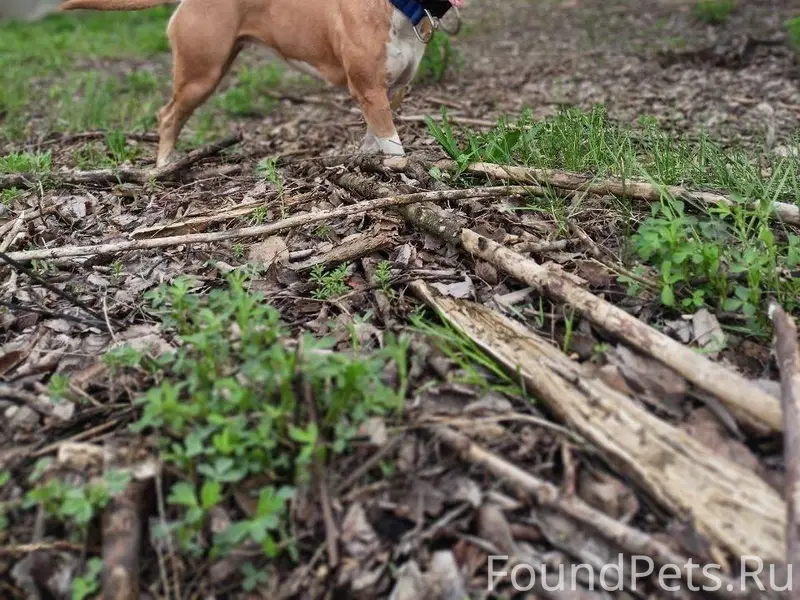 Пропала собака! Кличка Юла. Со...