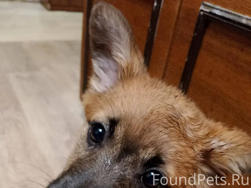 Найден щенок кобель в районе в...