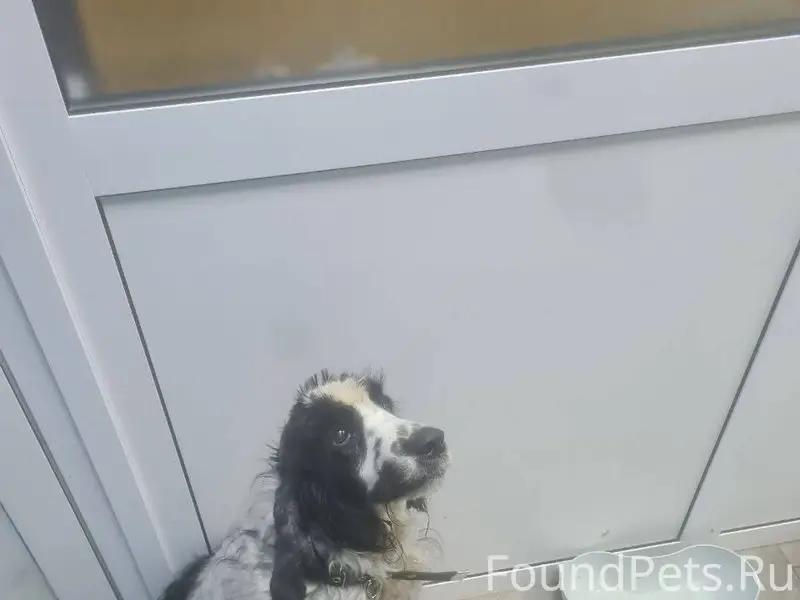 Найдена собака породы Русский ...