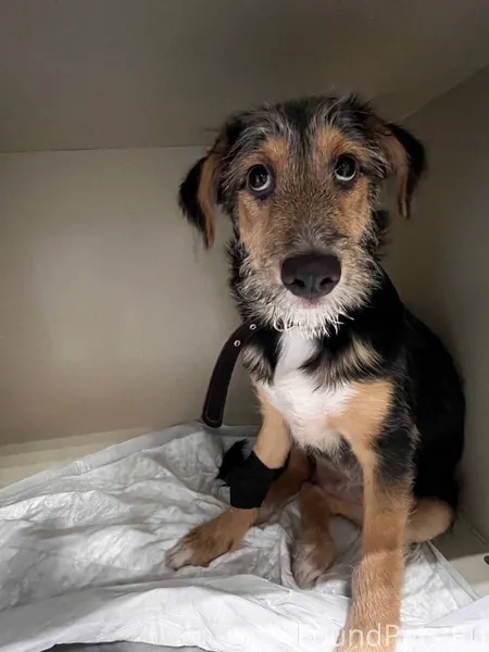 Найдена собака на улице Малино...