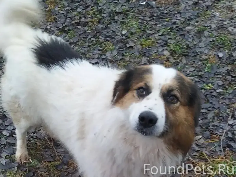 ‼ ️‼ ️‼️ПРОПАЛА СОБАКА ‼️‼️ ‼М...