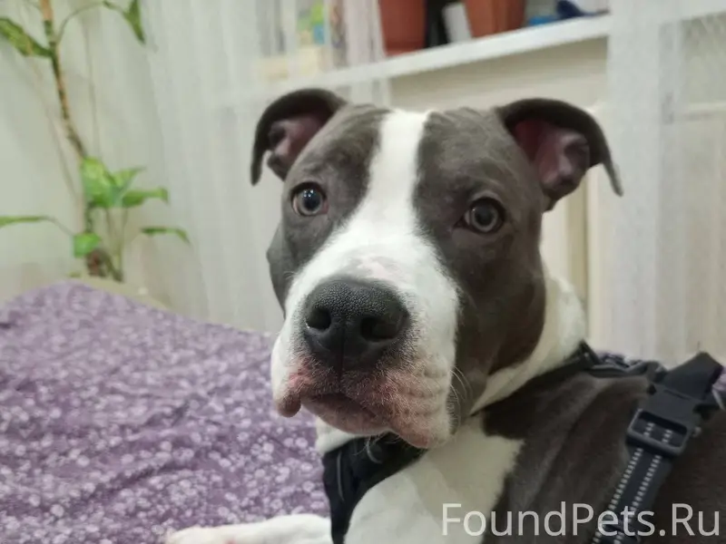 Сегодня ночью прибился породис...