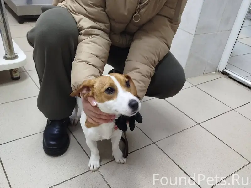 ‼️Срочно ‼️ В Городе Сафоново ...