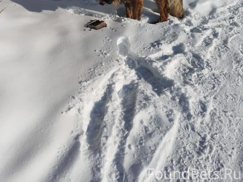 На Амуре появилась собака Неме...