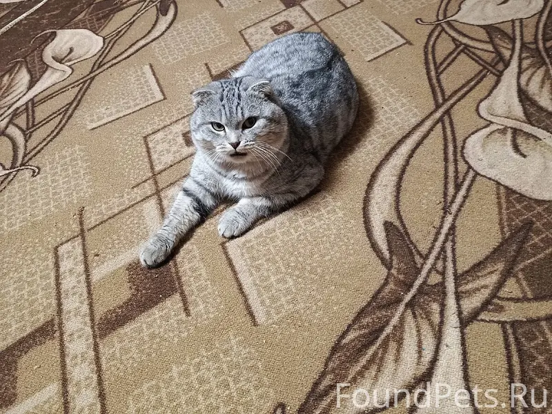 Пропал кот, территориально ули...