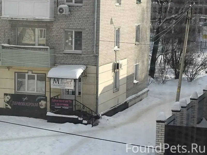 На Ломоносова сидит собака при...