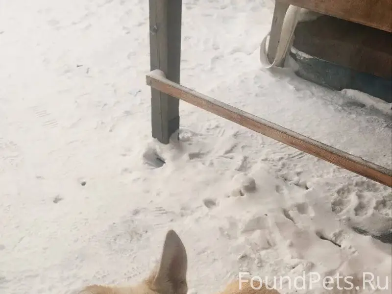 ПРОПАЛА СОБАКА 🐕 МОЛОДОЙ КОБЕЛ...