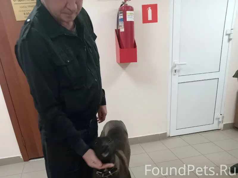 Потеряшка, собака похожа на бо...