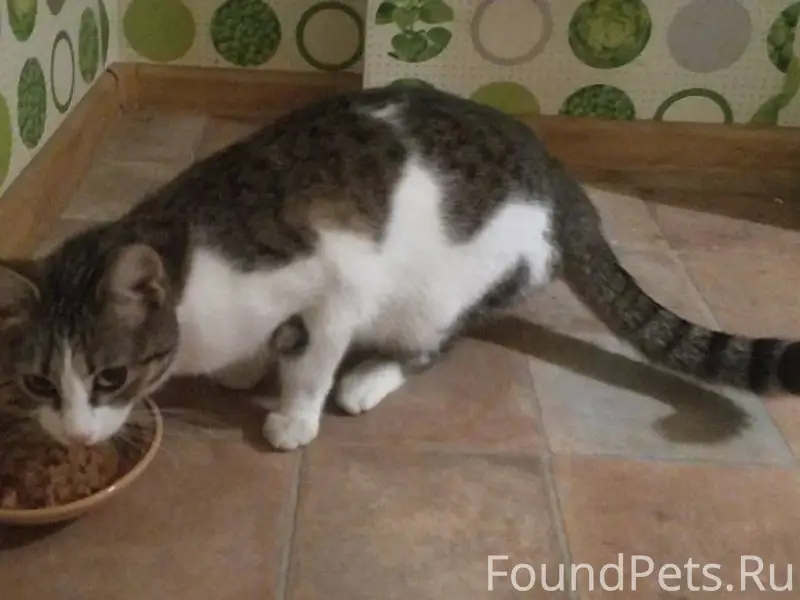 Найдена кошка