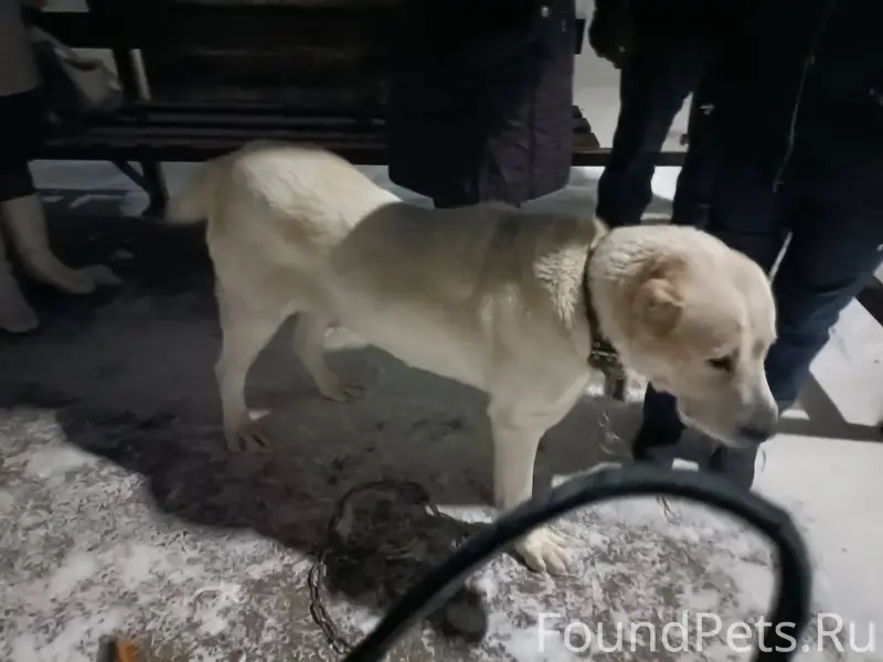 Кто потерял собаку? Хозяин, от...