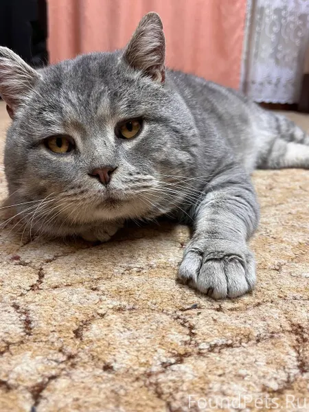 🆘Большая просьба, друзья! Проп...