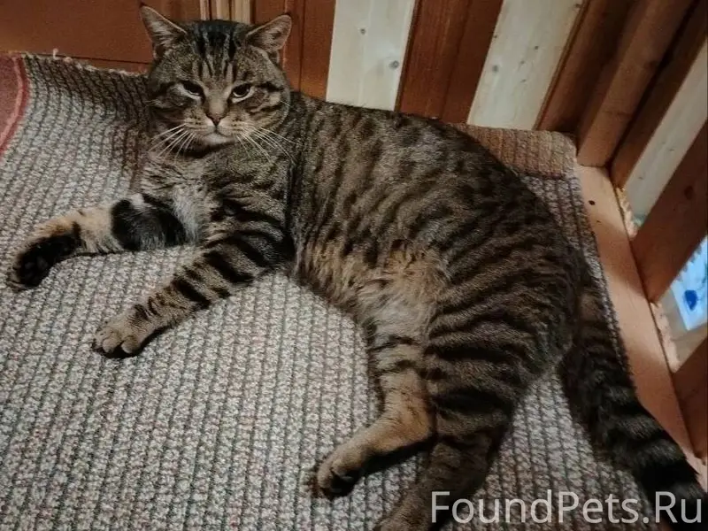 Пропал кот на улице Колхозной....