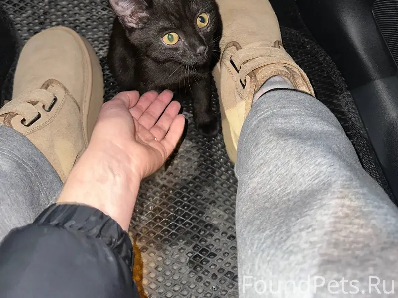 Найден котенок возле набережно...