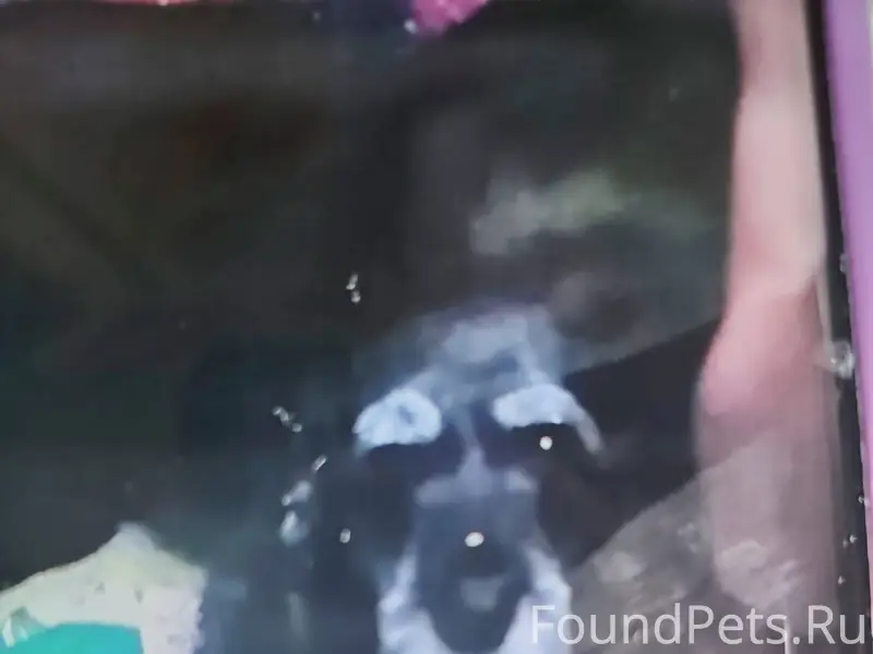 Ищем собачку маленькую, убежал...