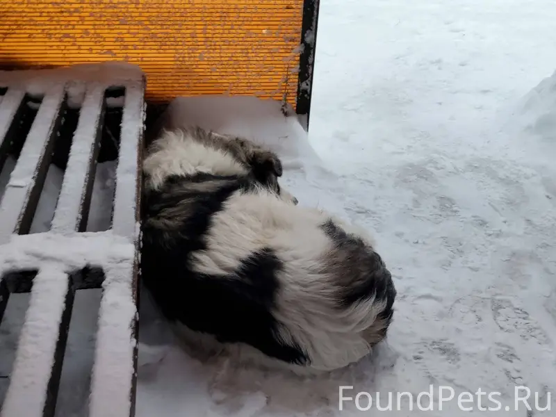 Найдена собака. Кирова 58ст70....
