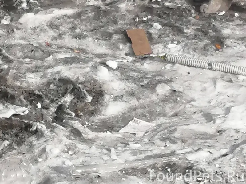 Найдена кот или кошка не понят...