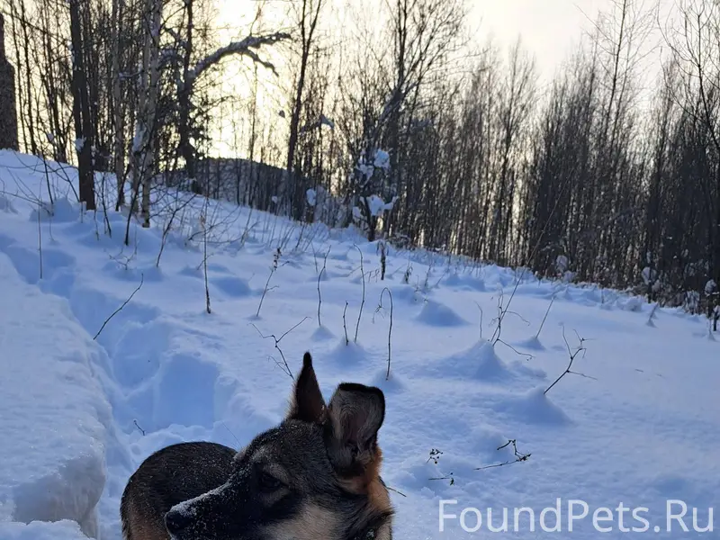 🆘ПРОПАЛА НАША БЫВШАЯ ПОДОПЕЧНА...