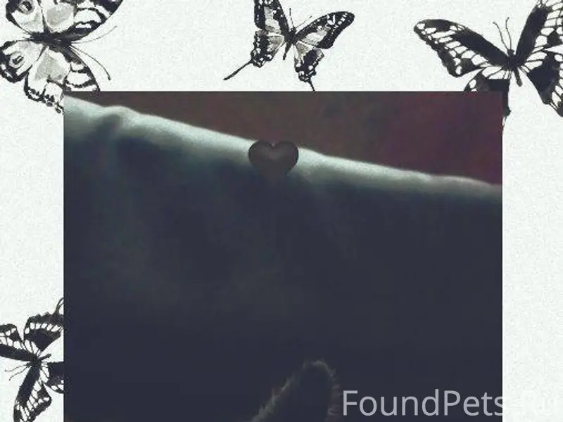 Пропал кот❗