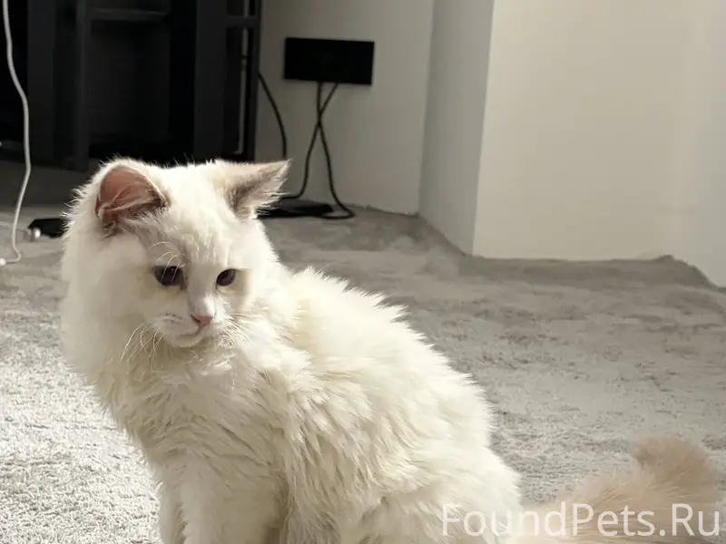 Пропал котенок